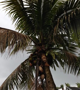 Vicki's own backyard coconut tree